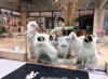 猫咖，咖啡厅，花店，宠物店，书店，主题店，摄影