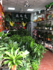 (转让) 个人原因转让经营中的花店