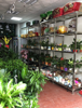 (转让) 个人原因转让经营中的花店