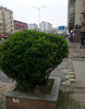 (转让) 碧海云天南门口芙蓉兴盛小牛店