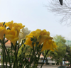 (转让) 盈利中花店转租医院后门花店