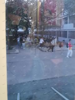 江西农业大学奶茶店转让，必经之路，人流大