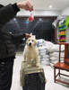 (出租) 潭口镇奇趣宠物店带装修低价转让可从事其他行业