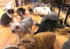 (转让) 低价急转 可空转观音桥盈利猫咖馆转让宠物咖啡休闲门面转让
