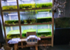 (转让) 鱼缸花店一体店转让，可以空转，也可以带物品转