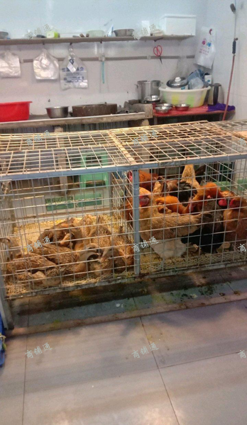 (转让) 活禽，活禽，赶集（1，4，7）平时也可以卖