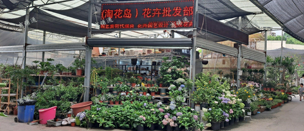(转让) 巴南区成熟花卉市场。
