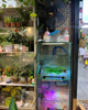 (转让) 10年老店，一直在做鲜花绿植