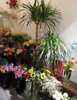 (转让) 花店转让，紧邻五月花酒吧和二附院