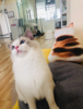 (转让) 三千个梦猫咪馆全盘转让