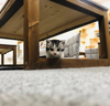 (转让) 三千个梦猫咪馆全盘转让